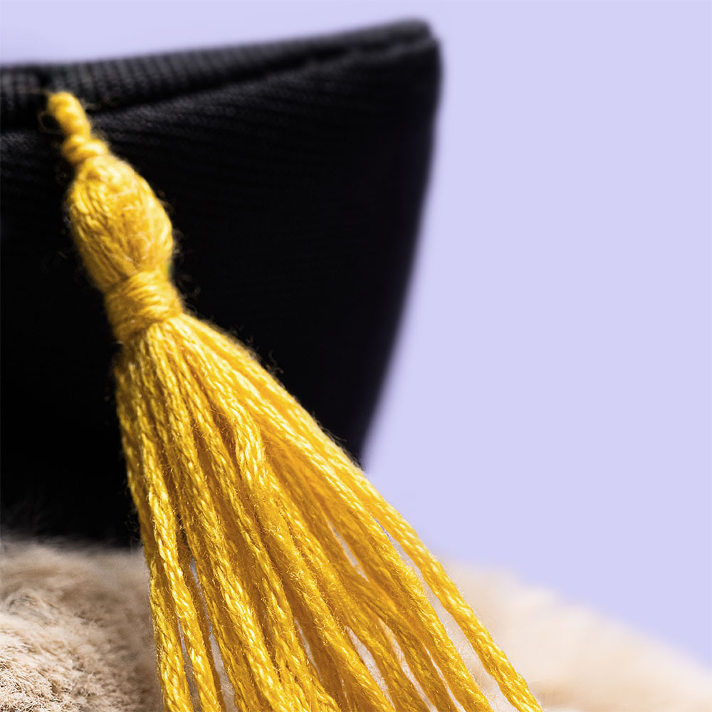 Bashful Bunny Graduation Outfit, View 1